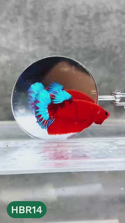 Hellboy Plakat Male Betta Fish | Order Directly From Farm | You Pick Fish