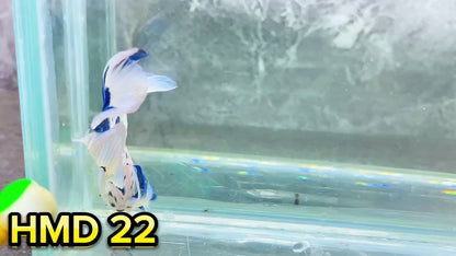 Blue Marble Dot Halfmoon Male Betta Fish | Order Directly From Farm | You Pick Fish