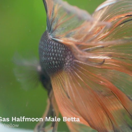 Copper Gas Halfmoon Fish