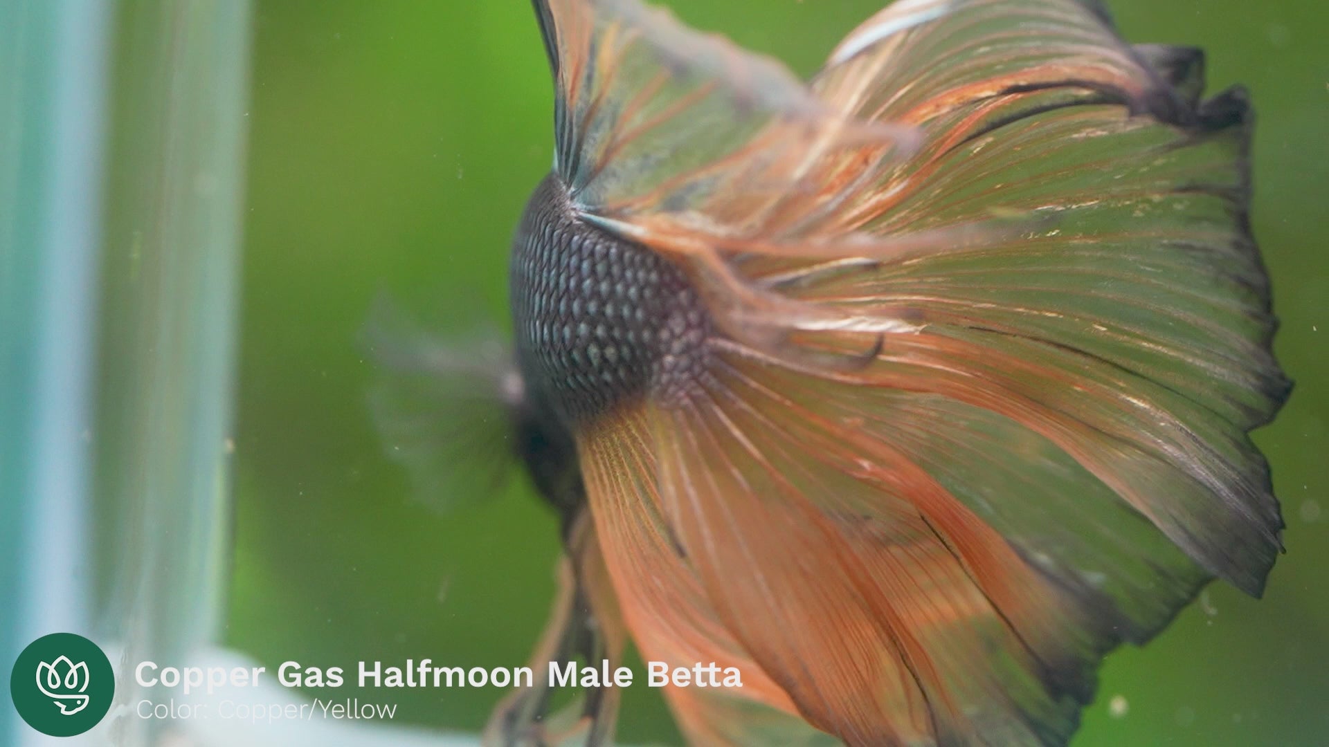 Copper Gas Halfmoon Fish