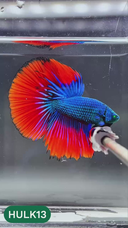 Black Hulk Halfmoon Male Betta Fish | You Pick Fish
