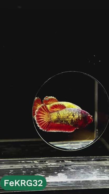 Koi Red Gold Female Betta Fish | You Pick Fish | High Grade