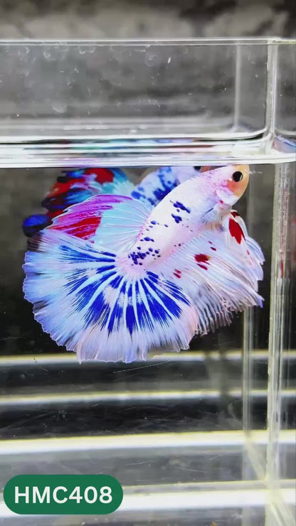 Multicolor Halfmoon Male Betta Fish | Order Directly From Farm | You Pick Fish