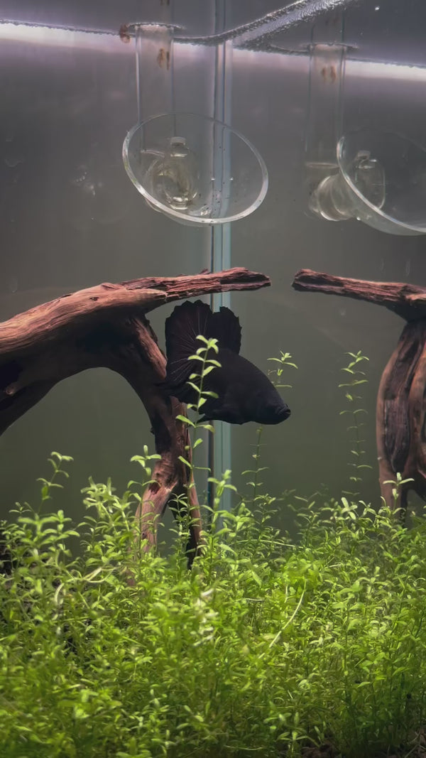 Super Black Plakat Male Betta Fish — Swimming Video