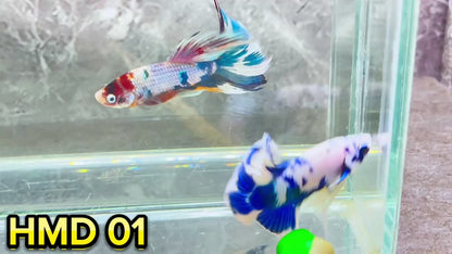 Blue Marble Dot Halfmoon Male Betta Fish | Order Directly From Farm | You Pick Fish