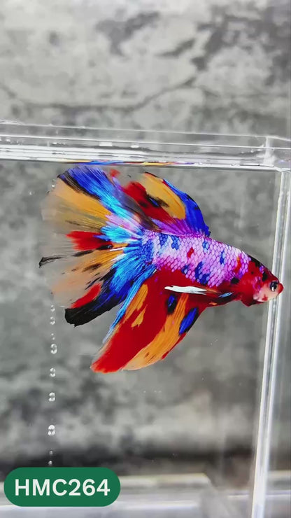 Multicolor Halfmoon Male Betta Fish | Order Directly From Farm | You Pick Fish