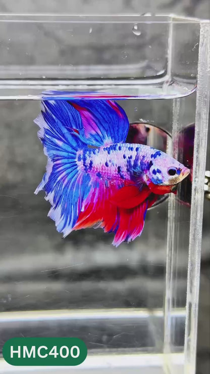 Multicolor Halfmoon Male Betta Fish | Order Directly From Farm | You Pick Fish
