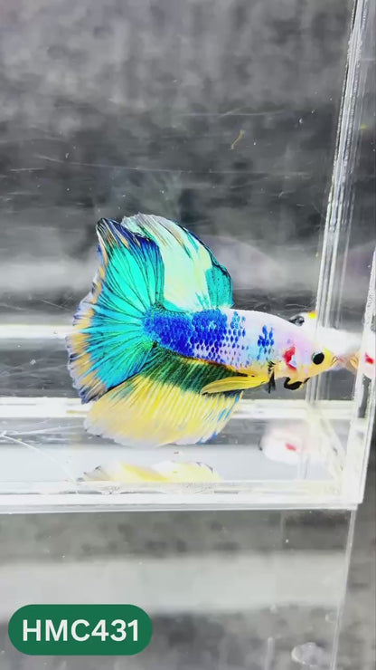 Multicolor Halfmoon Male Betta Fish | Order Directly From Farm | You Pick Fish