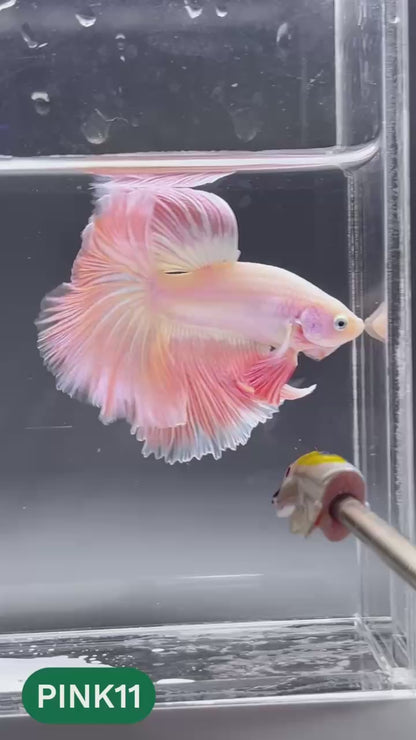 Pink Halfmoon Male Betta Fish | You Pick Fish | Order Directly From Farm
