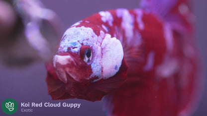 Koi Red Galaxy Cloud Plakat Male Betta Fish