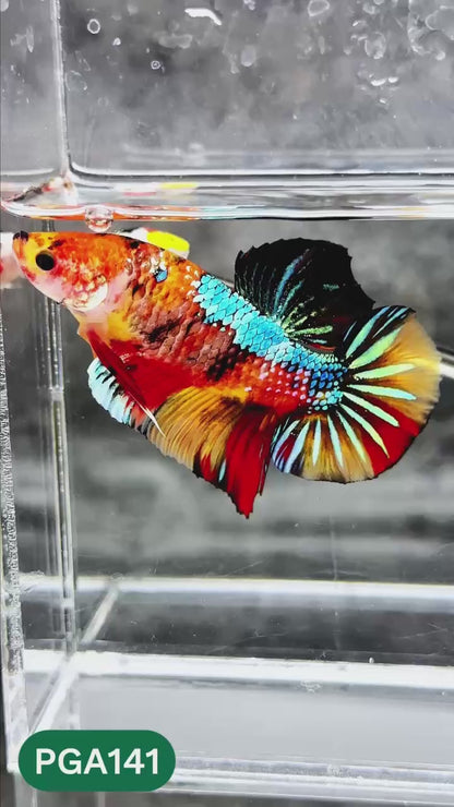 King Giant Plakat Male Betta Fish | You Pick Fish | High Grade