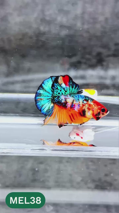 Metallic Plakat Betta Fish | You Pick Betta | Exotic Fish