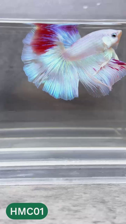 Multicolor Halfmoon Male Betta Fish | High Grade | Order Directly From Farm |  You Pick Fish |