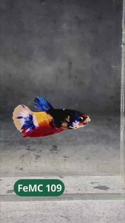 Multicolor Female Betta Fish | You Pick Fish | High Grade