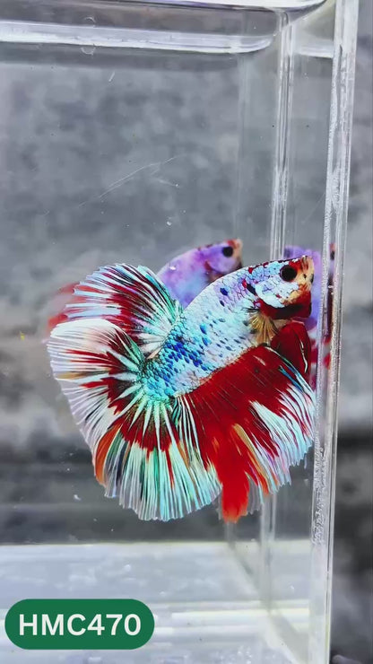 Multicolor Halfmoon Male Betta Fish | High Grade | Order Directly From Farm |  You Pick Fish |