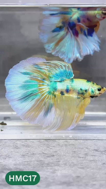 Multicolor Halfmoon Male Betta Fish | High Grade | Order Directly From Farm |  You Pick Fish |