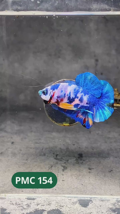 Multicolor Plakat Male Betta Fish |Show Grade|  You Pick Fish