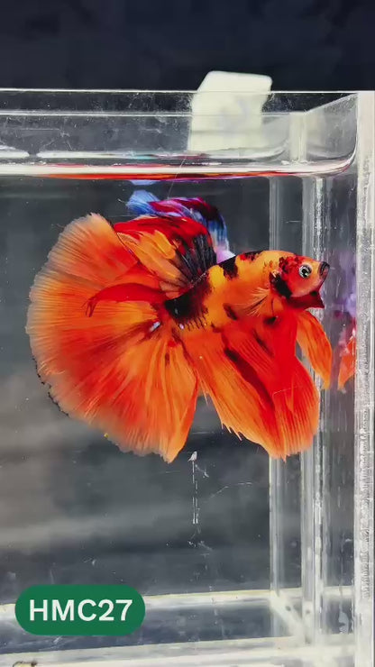 Multicolor Halfmoon Male Betta Fish | Order Directly From Farm | You Pick Fish