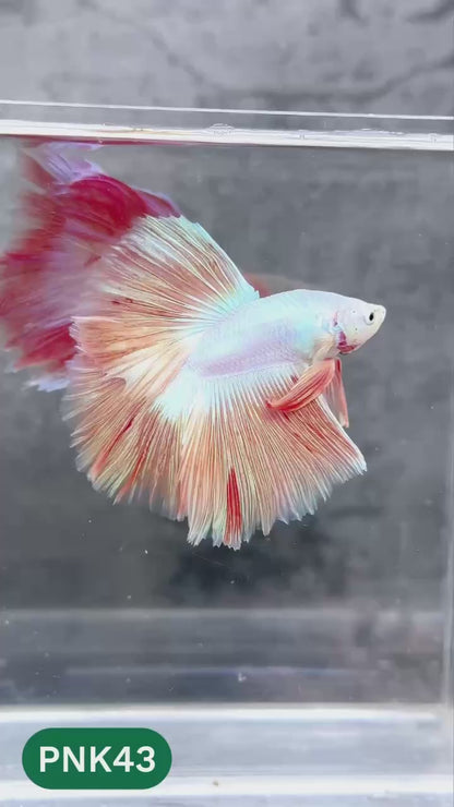 Pink Halfmoon Male Betta Fish | You Pick Fish | Order Directly From Farm