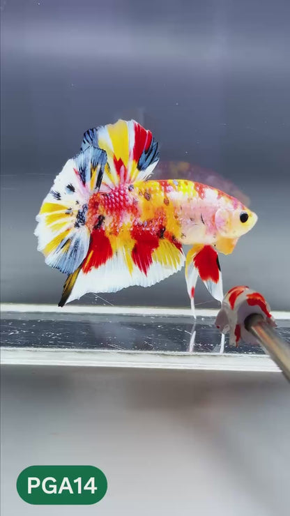 King Giant Plakat Male Betta Fish | You Pick Fish | High Grade