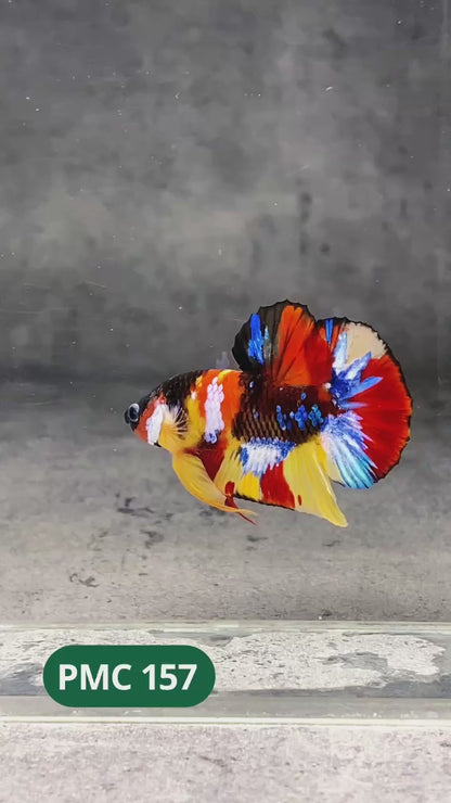 Multicolor Plakat Male Betta Fish |Show Grade|  You Pick Fish
