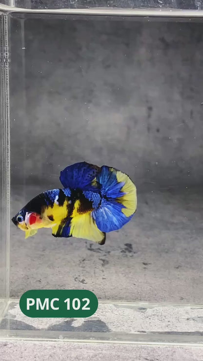 Koi Yellow Plakat Male Betta Fish | Show Grade | You Pick Fish