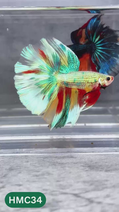 Multicolor Halfmoon Male Betta Fish | High Grade | Order Directly From Farm |  You Pick Fish |