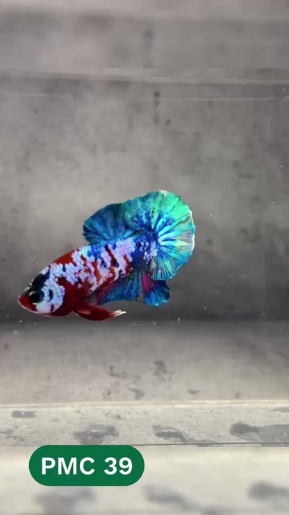 Multicolor Plakat Male Betta Fish |Show Grade|  You Pick Fish