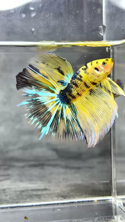 Multicolor Halfmoon Male Betta Fish | High Grade | Order Directly From Farm |  You Pick Fish |