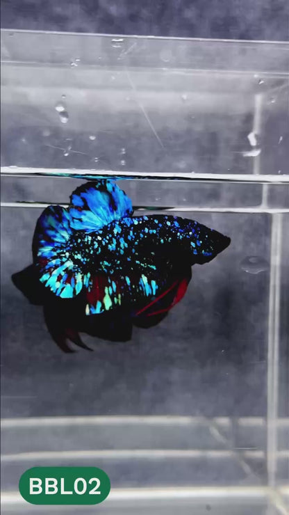 Black Star Nebula Plakat Male Betta | You Pick Betta | High Grade