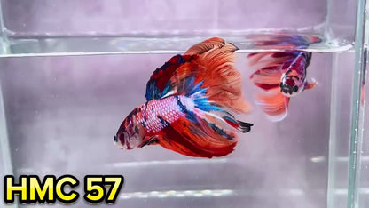 Multicolor Halfmoon Male Betta Fish | Order Directly From Farm | You Pick Fish