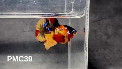 Multicolor Plakat Male Betta Fish |Show Grade|  You Pick Fish