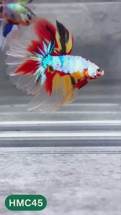 Multicolor Halfmoon Male Betta Fish | High Grade | Order Directly From Farm |  You Pick Fish |