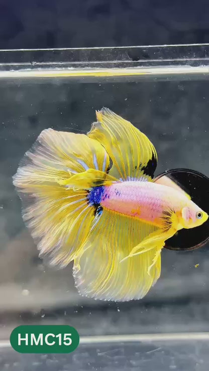 Multicolor Halfmoon Male Betta Fish | Order Directly From Farm | You Pick Fish