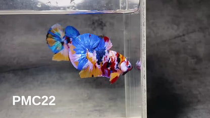 Multicolor Plakat Male Betta Fish |Show Grade|  You Pick Fish