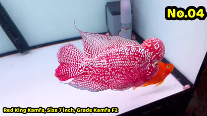 King Kamfa Flowerhorn Cichlid | You Pick Fish |