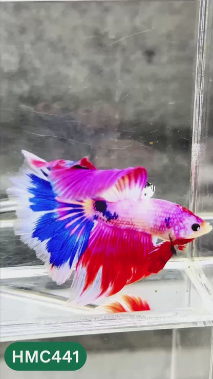 Multicolor Halfmoon Male Betta Fish | Order Directly From Farm | You Pick Fish