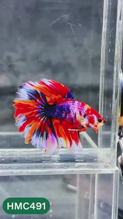 Multicolor Halfmoon Male Betta Fish | High Grade | Order Directly From Farm |  You Pick Fish |