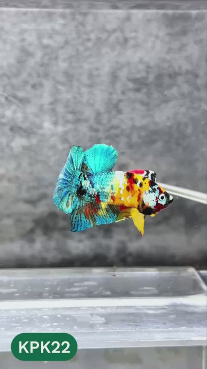 Multicolor Plakat Male Betta Fish |Show Grade|  You Pick Fish
