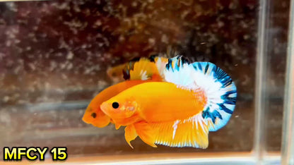 Yellow Fancy Male Betta Fish | Order Directly From Farm | You Pick Fish