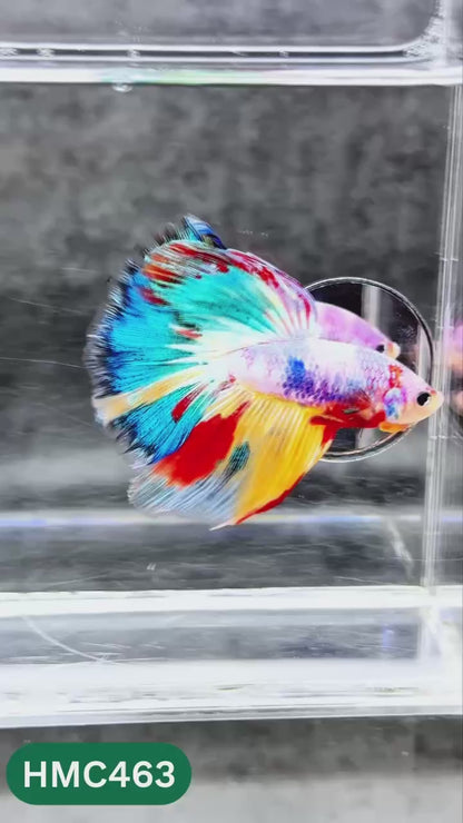 Multicolor Halfmoon Male Betta Fish | Order Directly From Farm | You Pick Fish