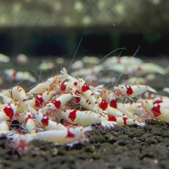 Pure Red Line PRL Caridina Shrimp