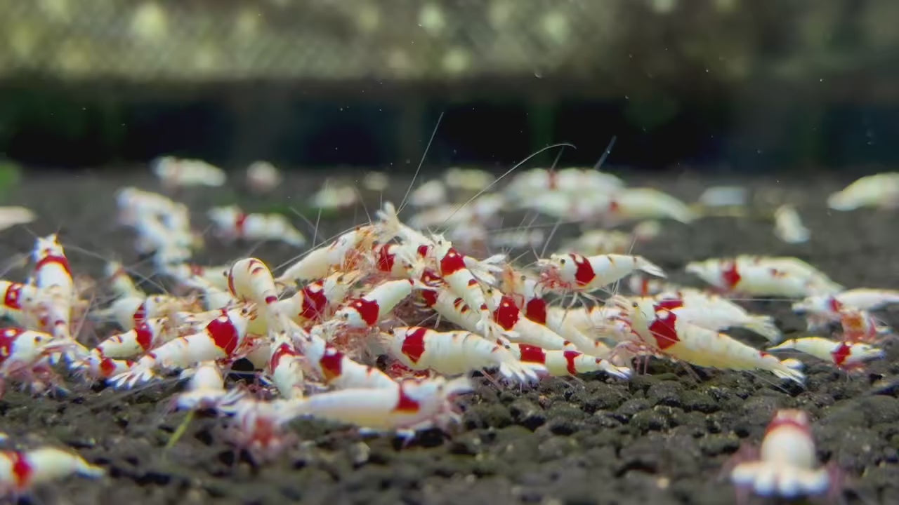 Pure Red Line PRL Caridina Shrimp