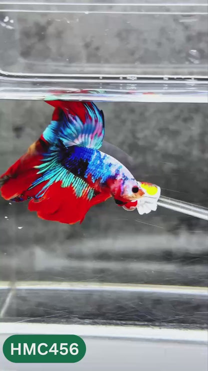 Multicolor Halfmoon Male Betta Fish | Order Directly From Farm | You Pick Fish