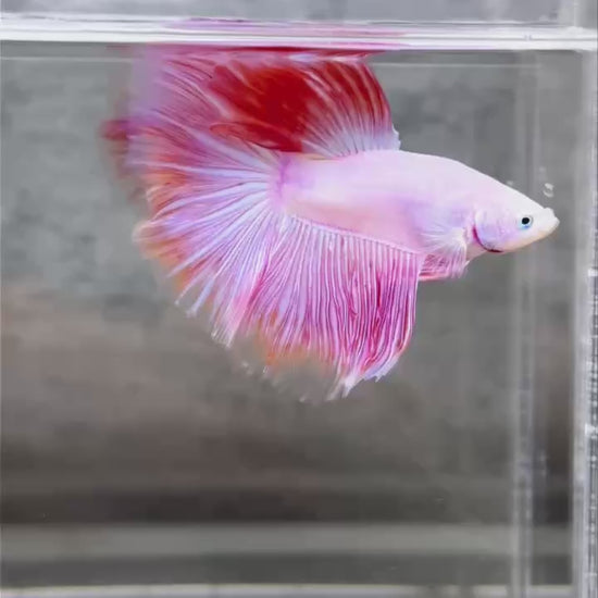 Pink Halfmoon Male Betta Fish
