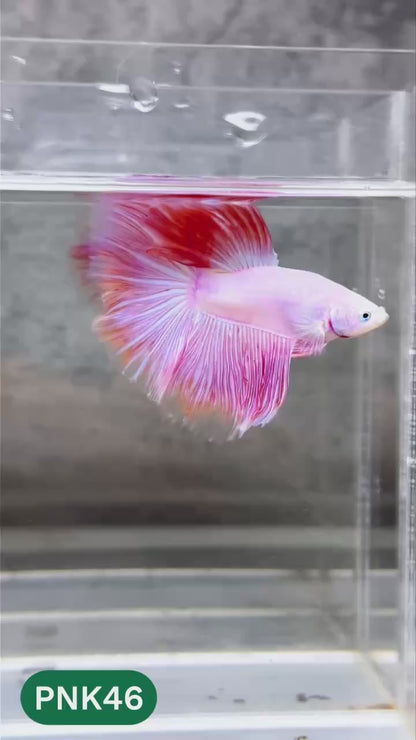 Pink Halfmoon Male Betta Fish