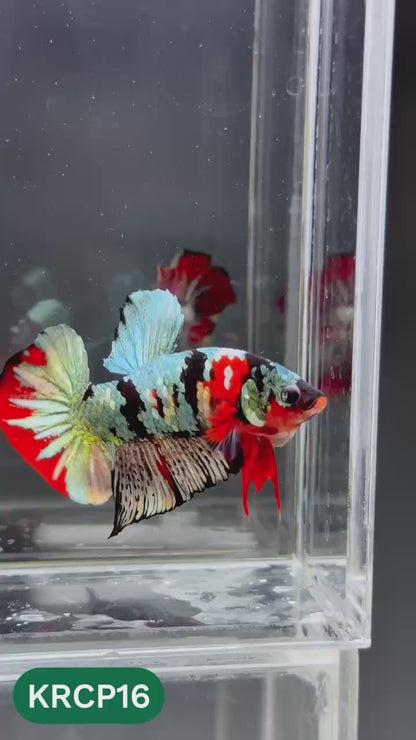 Koi Red Copper Plakat Male Betta Fish | You Pick Fish