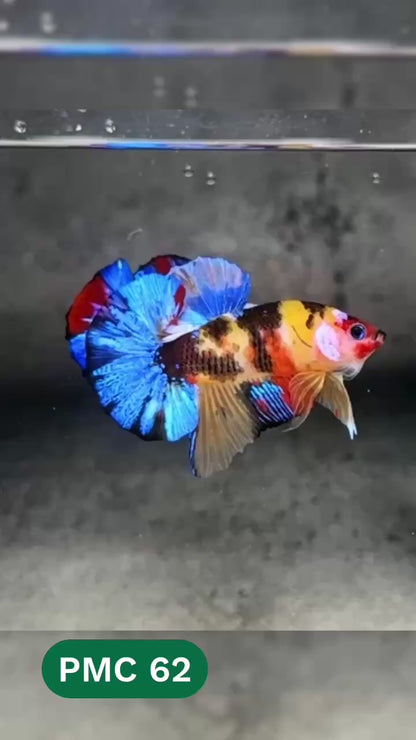 Multicolor Plakat Male Betta Fish |Show Grade|  You Pick Fish