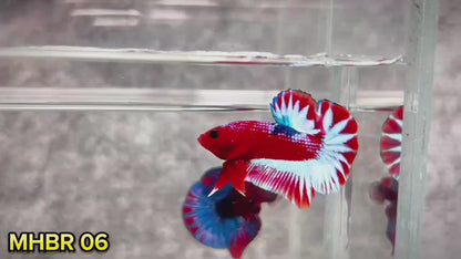 Hellboy Plakat Male Betta Fish | Order Directly From Farm | You Pick Fish