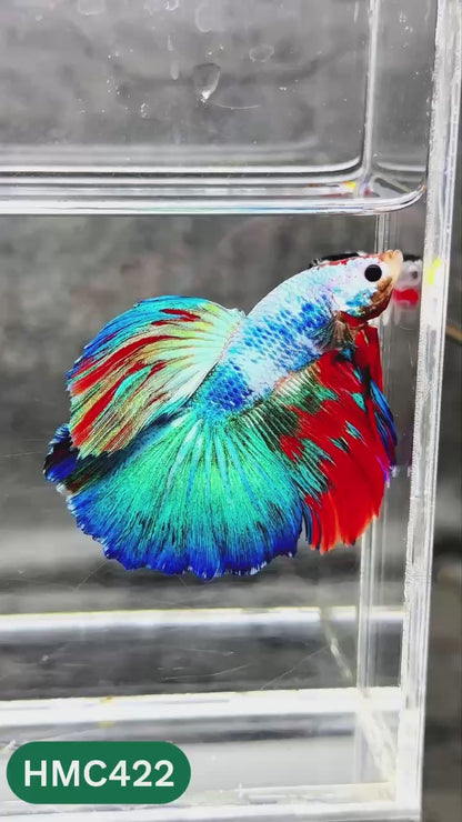 Multicolor Halfmoon Male Betta Fish | Order Directly From Farm | You Pick Fish